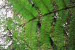 the land of ferns