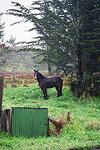 even the animals get annoyed with the rain